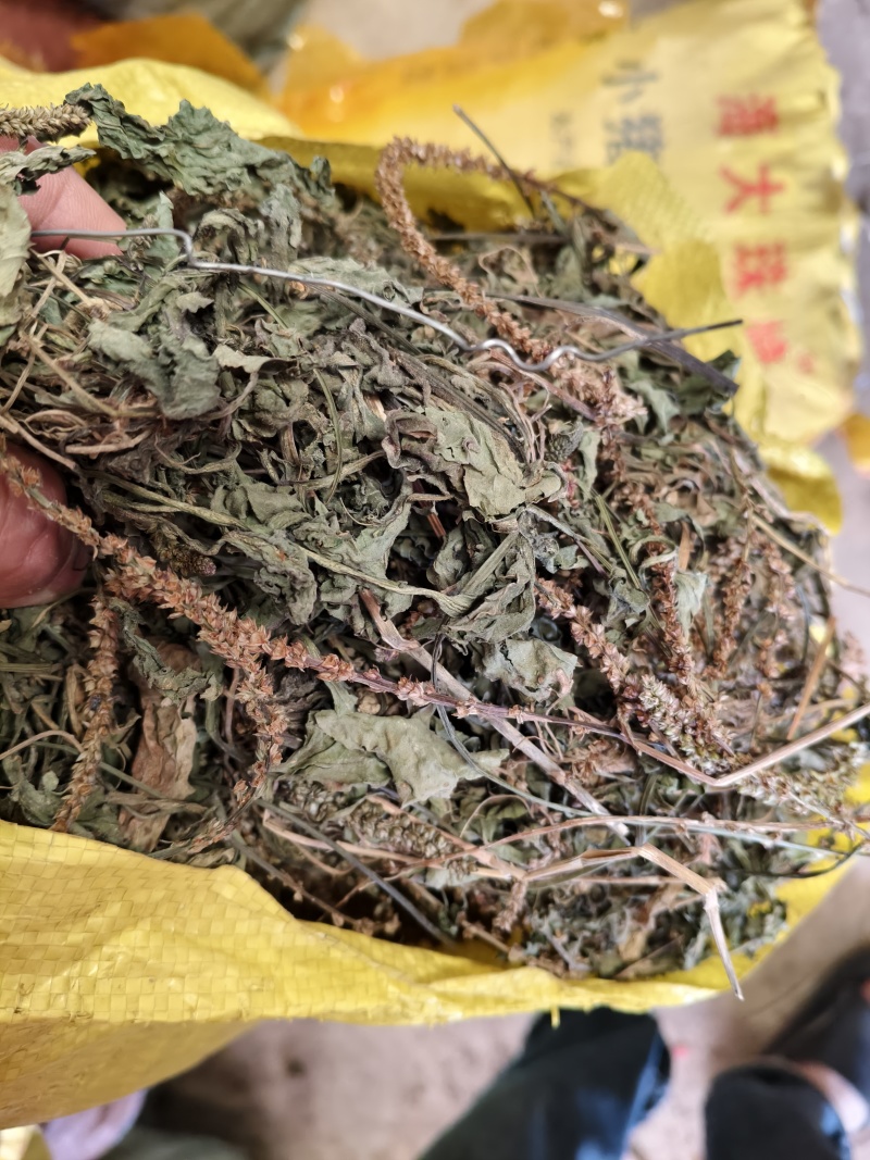 车前草产地直销量大从优欢迎选购
