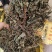车前草产地直销量大从优欢迎选购