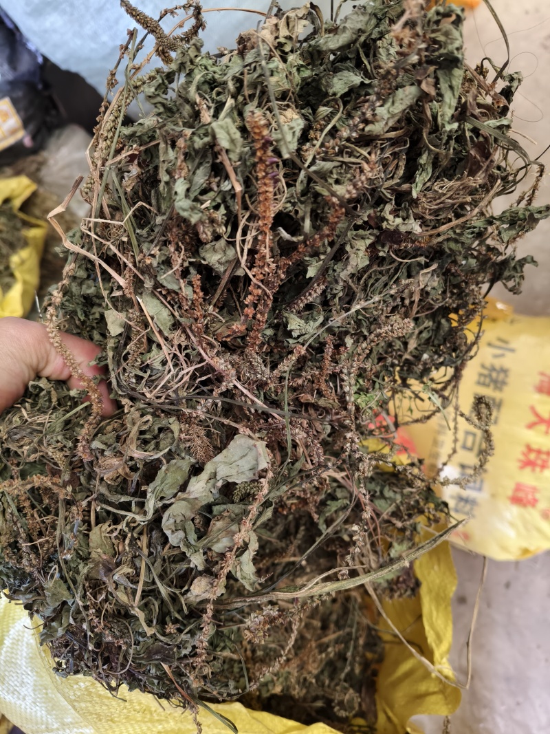 车前草产地直销量大从优欢迎选购