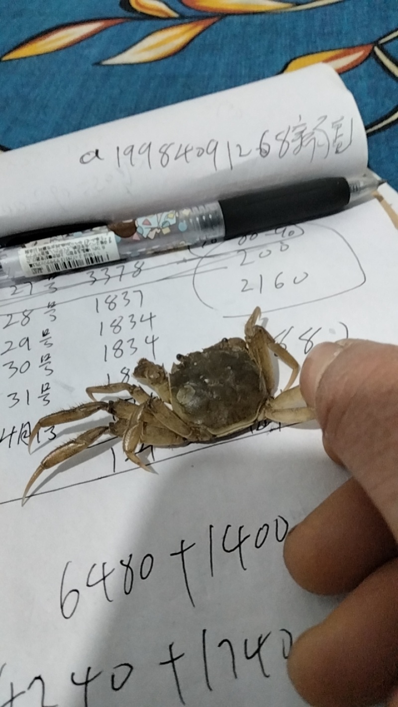 优质蟹苗，成活率高适应环境能力强，回补率高死苗包赔