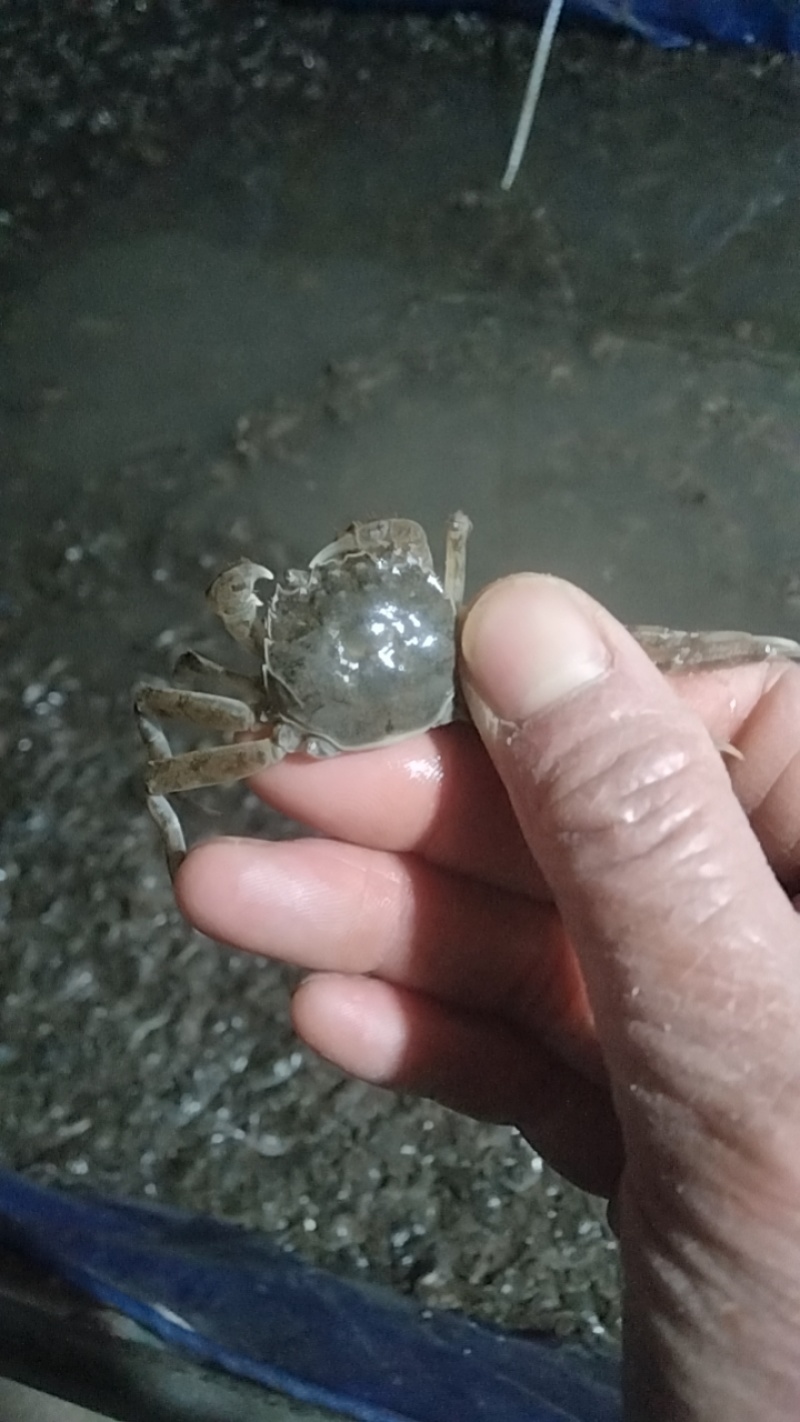 优质蟹苗，成活率高适应环境能力强，回补率高死苗包赔