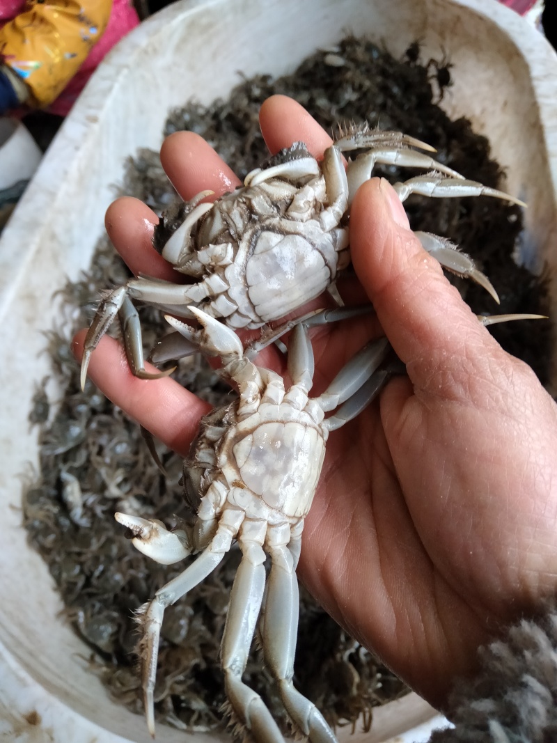 优质蟹苗，成活率高适应环境能力强，回补率高死苗包赔