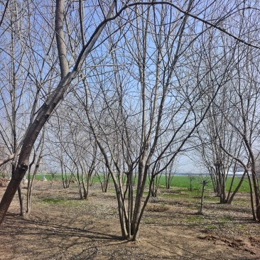 丛生白蜡基地，保质保量，一手货源，价格美丽欢迎采购