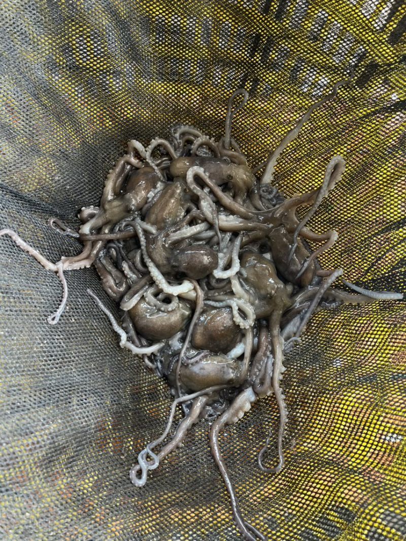 生猛章鱼八爪鱼一个30克左右一手货源只做批发