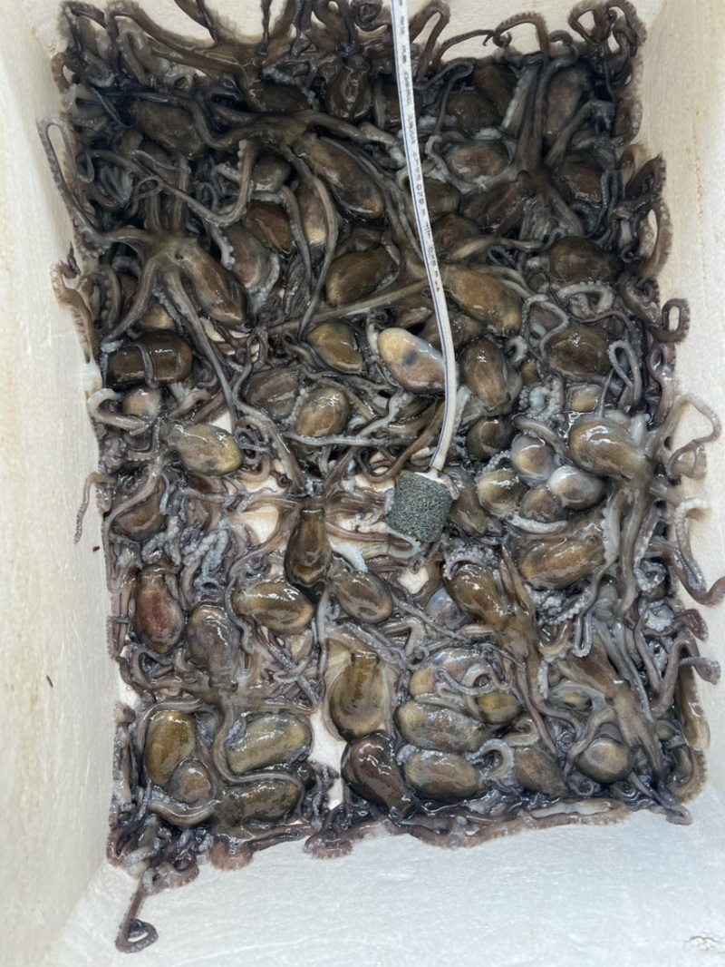 生猛章鱼八爪鱼一个30克左右一手货源只做批发