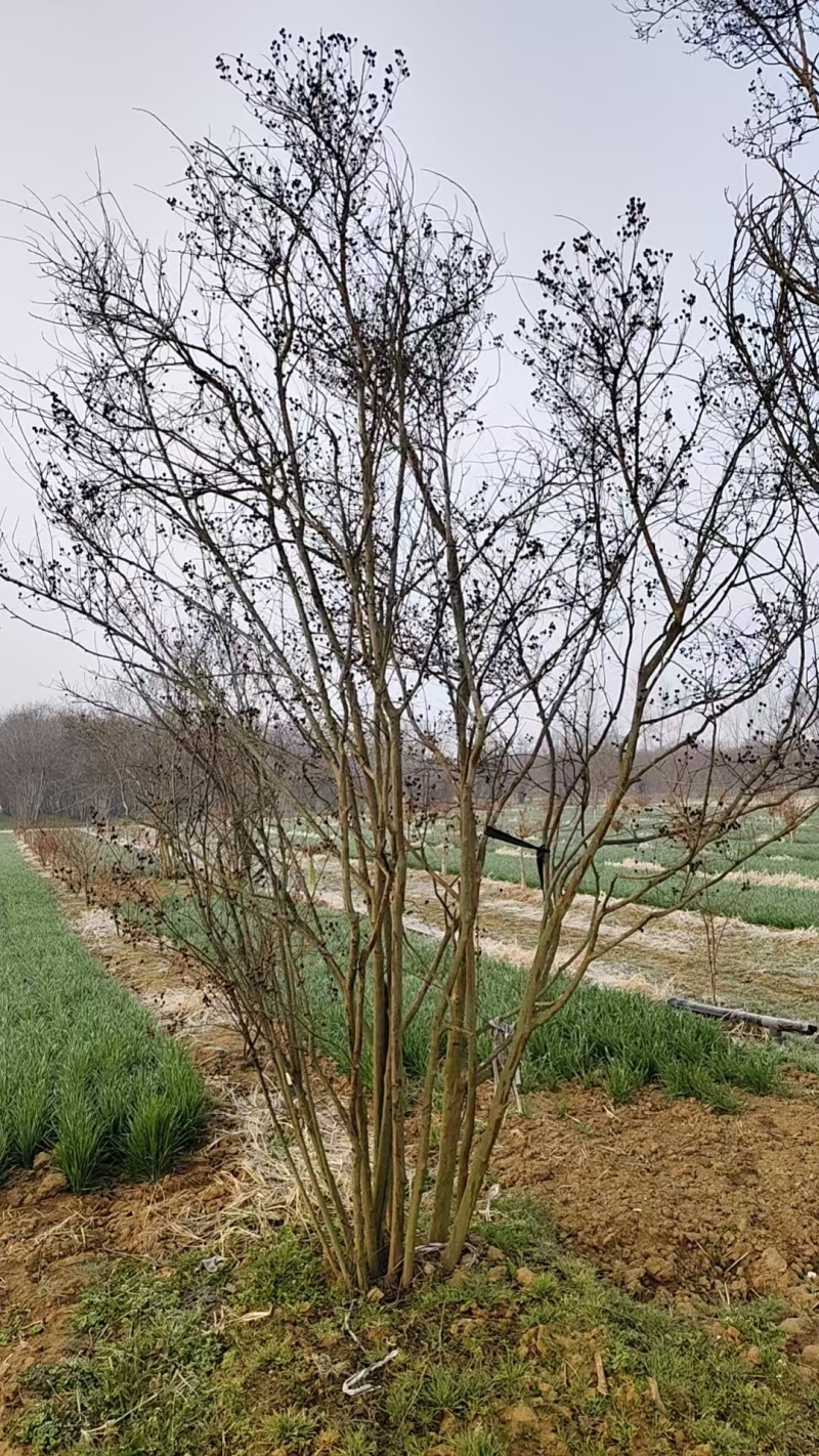 丛生紫薇基地，欢迎大家前来采购，价格美丽，一手货源，
