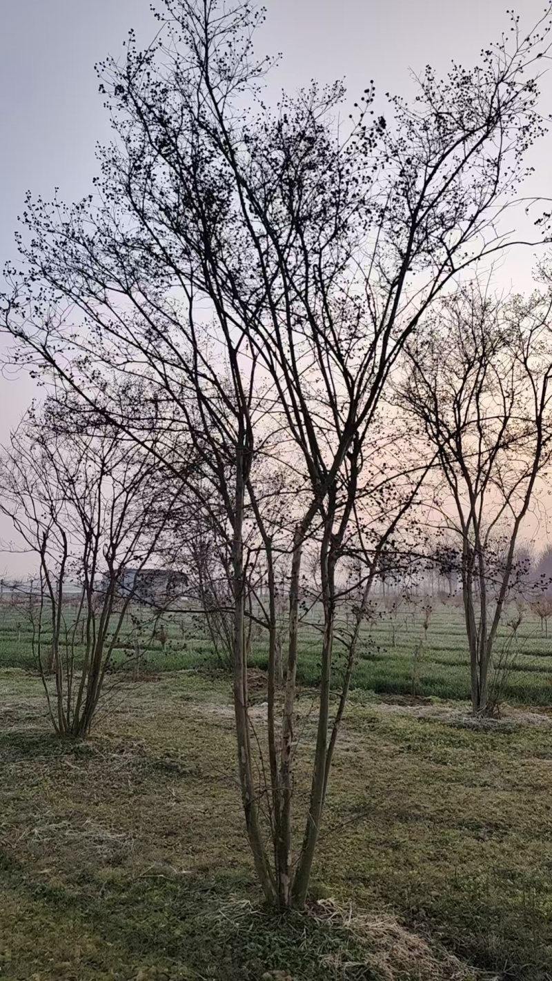 丛生紫薇基地，欢迎大家前来采购，价格美丽，一手货源，