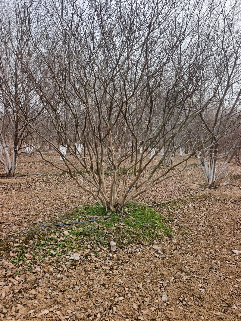 丛生紫薇基地，欢迎大家前来采购，价格美丽，一手货源，
