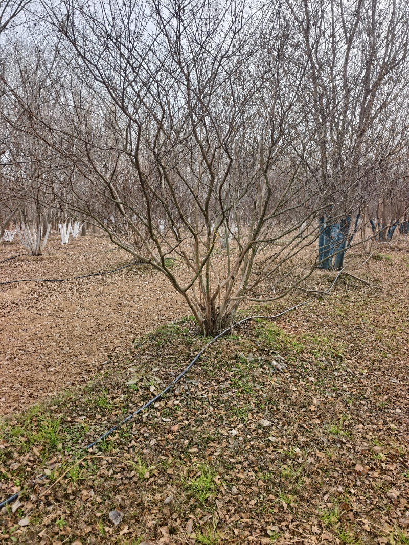 丛生紫薇基地，欢迎大家前来采购，价格美丽，一手货源，