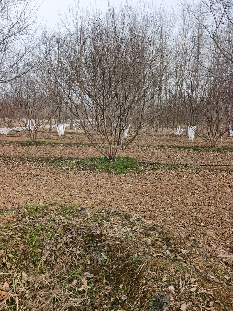 丛生紫薇基地，欢迎大家前来采购，价格美丽，一手货源，