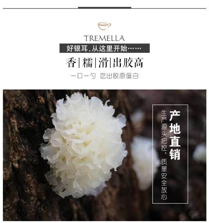 银耳干货随州深山种植椴木银耳养生银耳糯银耳新鲜干货直销