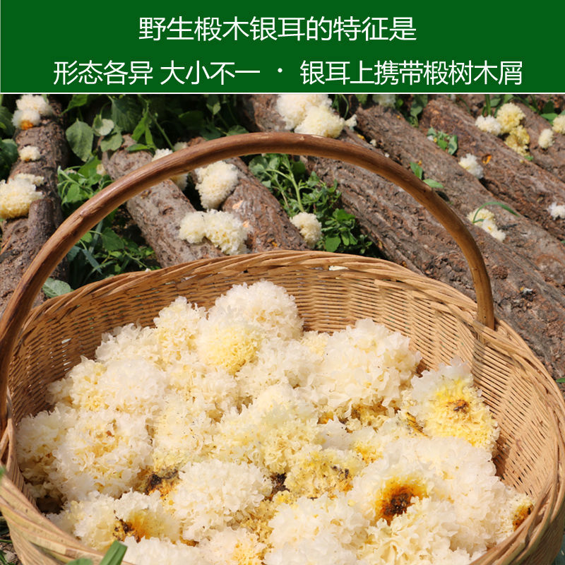银耳干货随州深山种植椴木银耳养生银耳糯银耳新鲜干货直销