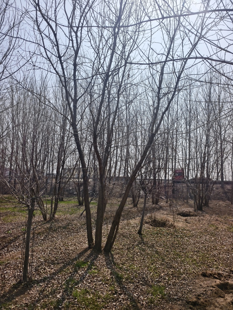 丛生白蜡基地，保质保量，一手货源，价格美丽欢迎采购