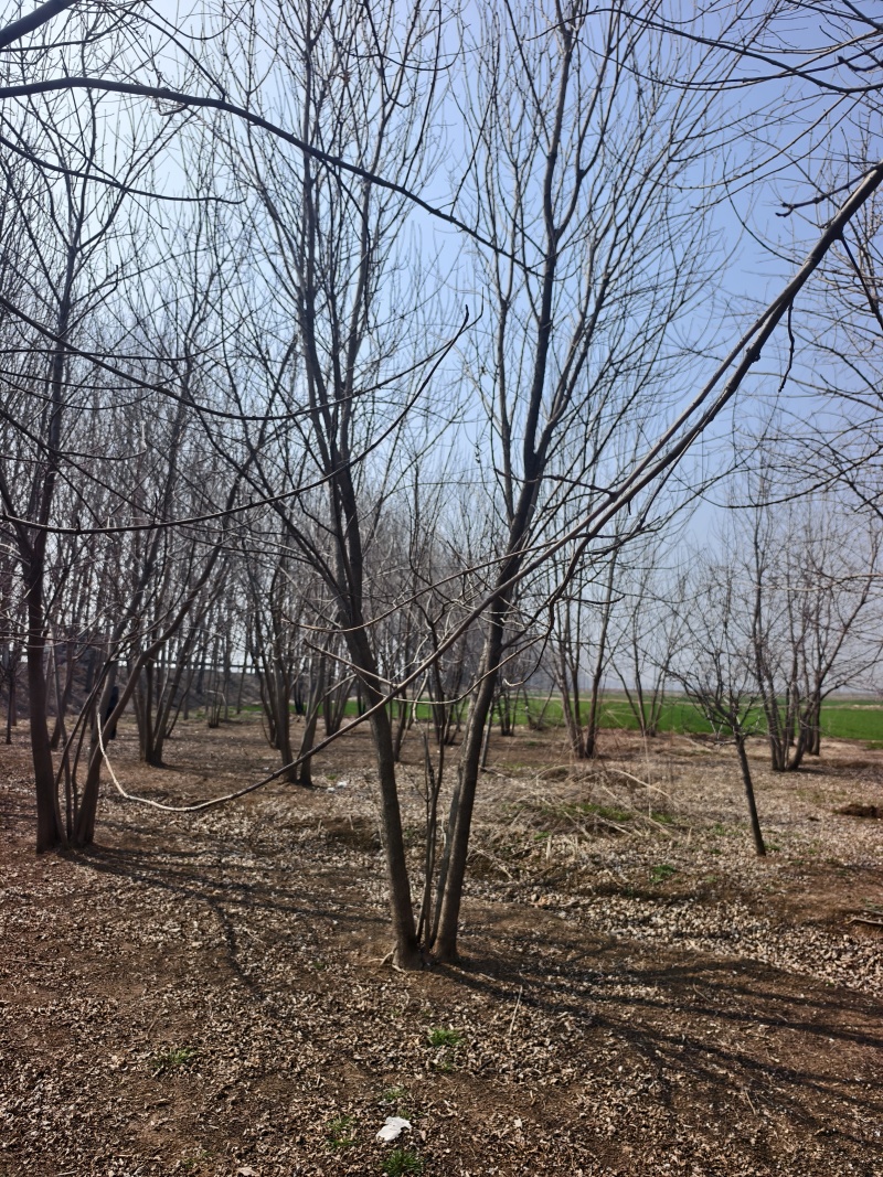 丛生白蜡基地，保质保量，一手货源，价格美丽欢迎采购
