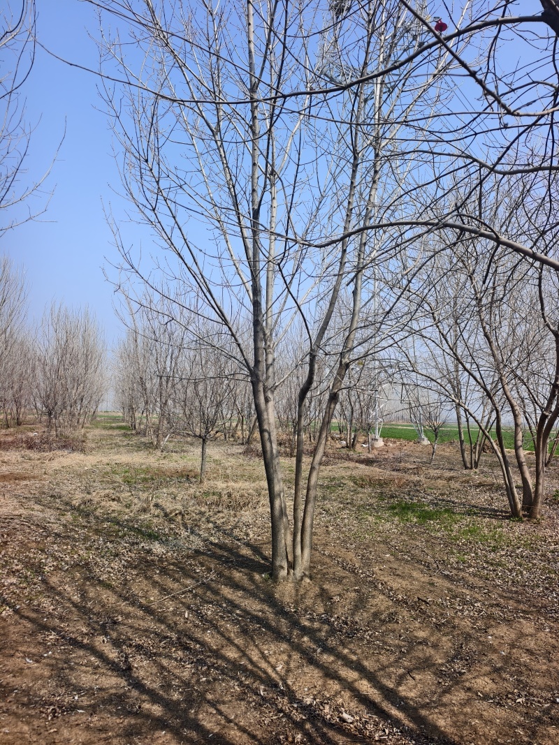 丛生白蜡基地，保质保量，一手货源，价格美丽欢迎采购