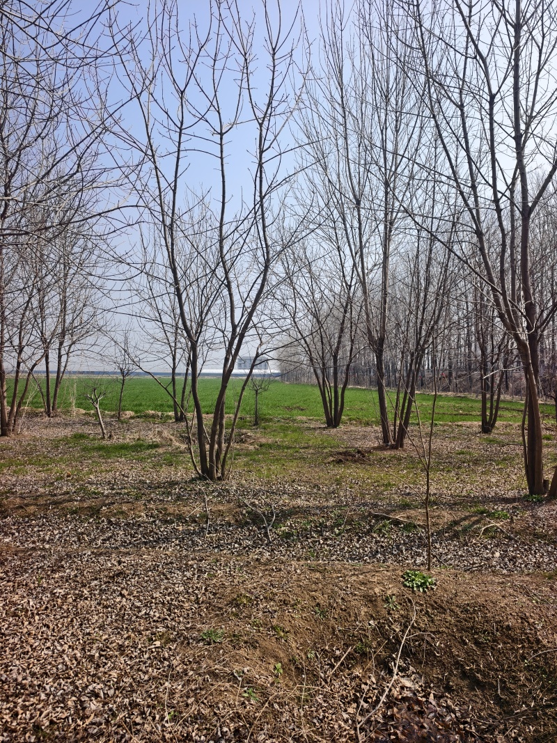 丛生白蜡基地，保质保量，一手货源，价格美丽欢迎采购