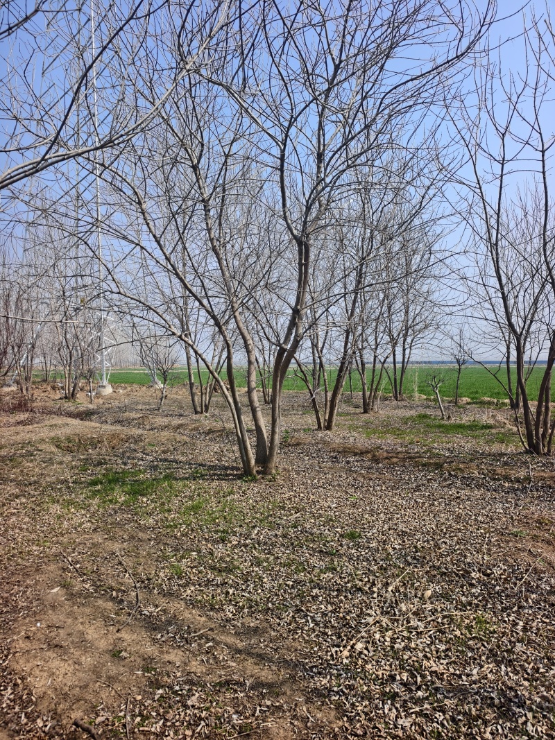 丛生白蜡基地，保质保量，一手货源，价格美丽欢迎采购