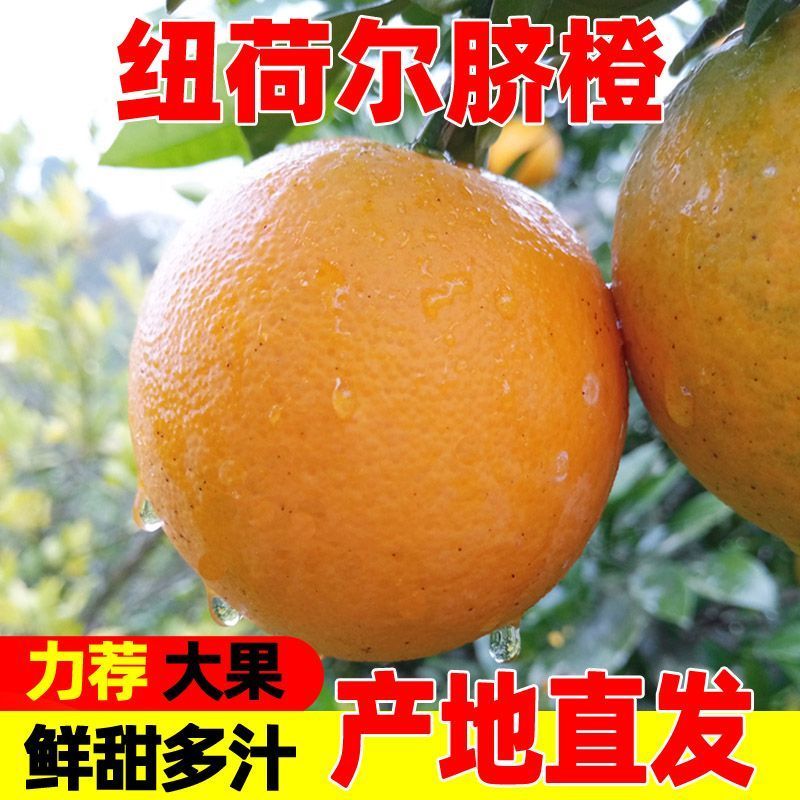 湖南纽荷尔脐橙可批发零售，一件代发