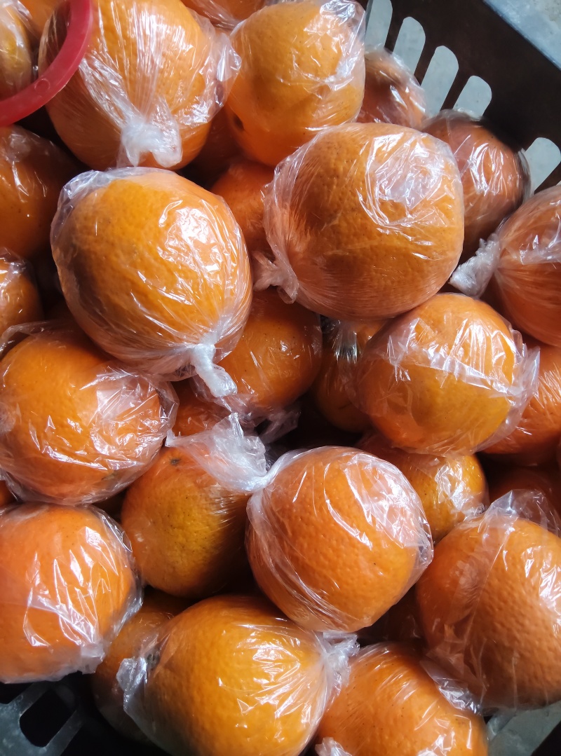 湖南纽荷尔脐橙可批发零售，一件代发