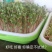 加厚加大】育苗盘盆芽苗菜水培网格豌豆苗豆芽种植盘