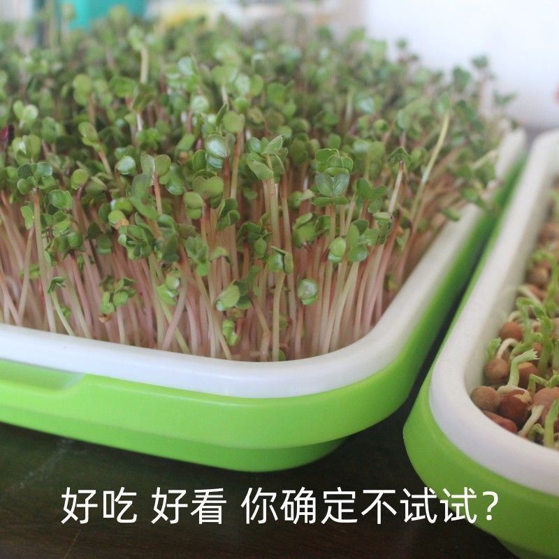 加厚加大】育苗盘盆芽苗菜水培网格豌豆苗豆芽种植盘