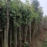 桂花树