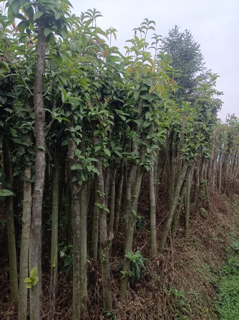 桂花树