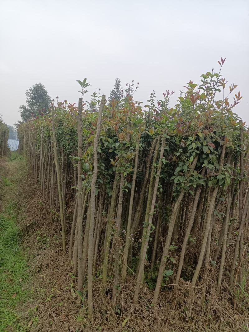 桂花树