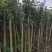 桂花树