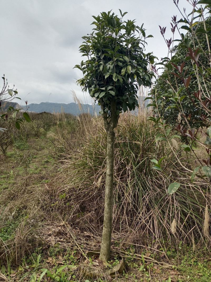 桂花树