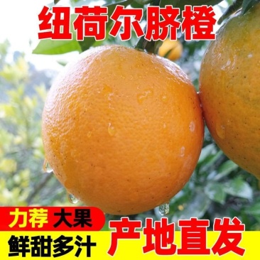 湖南纽荷尔脐橙可批发零售，一件代发