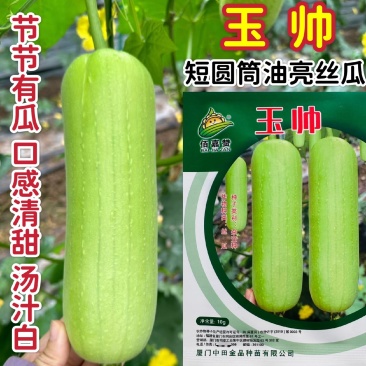玉帅丝瓜种子短圆筒形白丝瓜种籽节节有瓜口感清甜汤汁白