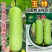 玉帅丝瓜种子短圆筒形白丝瓜种籽节节有瓜口感清甜汤汁白