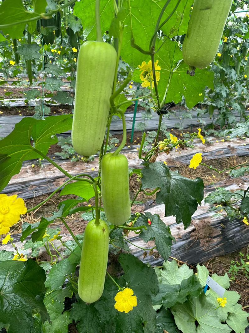 玉帅丝瓜种子短圆筒形白丝瓜种籽节节有瓜口感清甜汤汁白