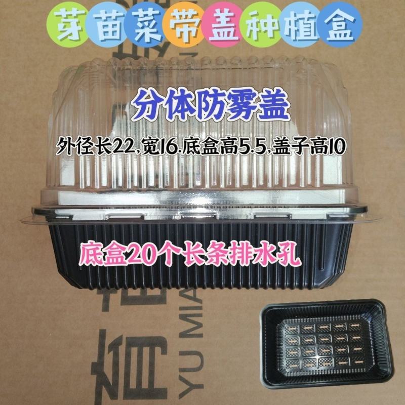豆芽豆苗芽苗菜豌豆苗一次性塑料活体种植包装盒底部有排水孔