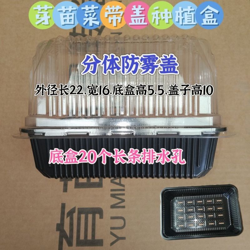 豆芽豆苗芽苗菜豌豆苗一次性塑料活体种植包装盒底部有排水孔