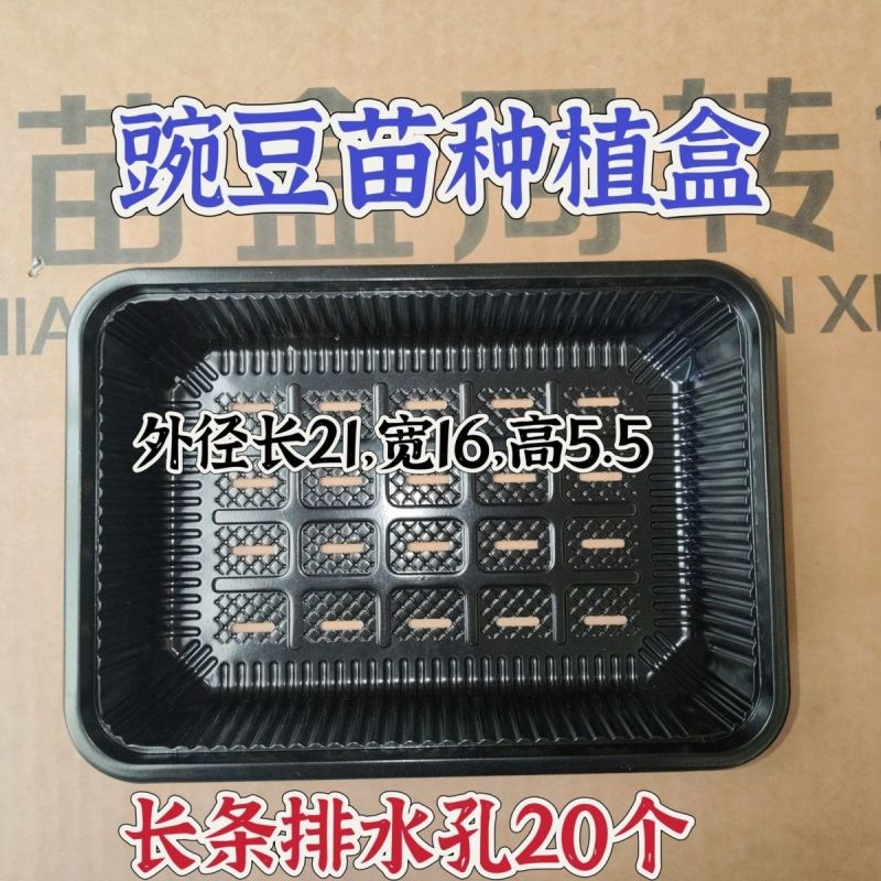 豆芽豆苗芽苗菜豌豆苗一次性塑料活体种植包装盒底部有排水孔