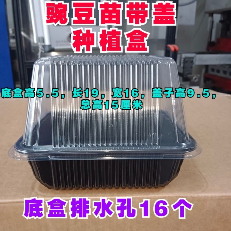 豆芽豆苗芽苗菜豌豆苗一次性塑料活体种植包装盒底部有排水孔