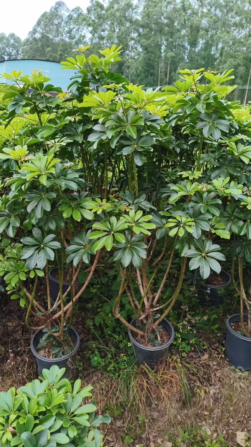 鸭脚木，形状好，量大，基地批发。1米以上