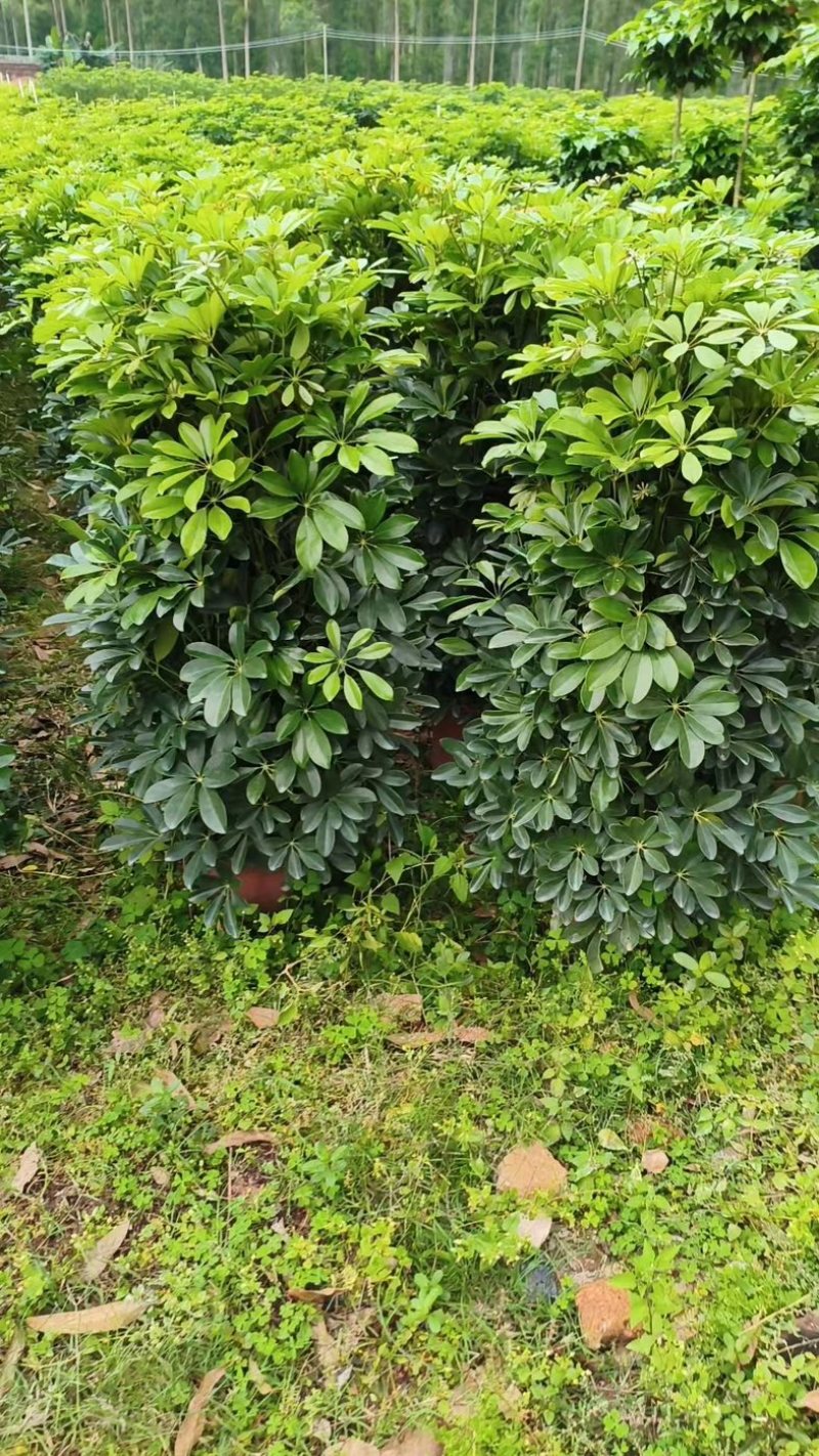 鸭脚木，形状好，量大，基地批发。1米以上