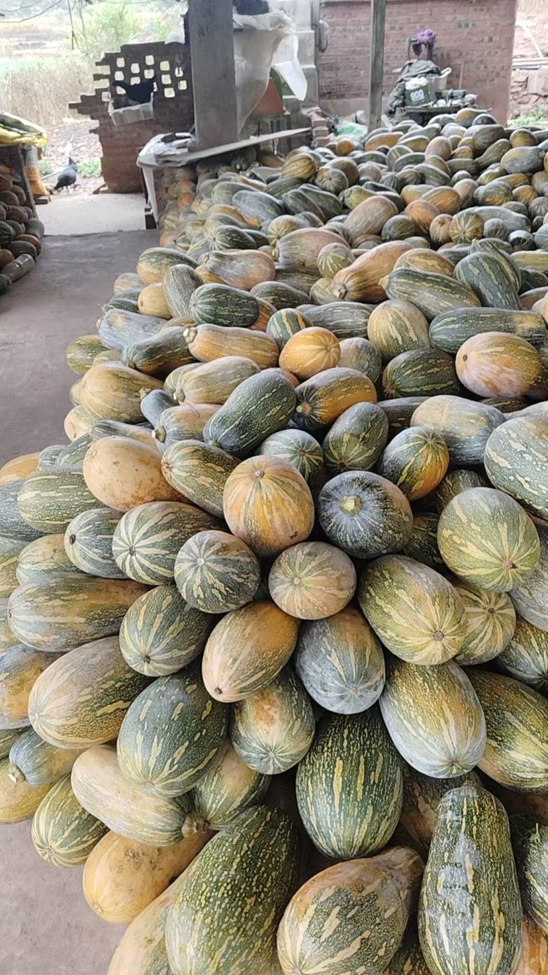 来自田间地头的爽口老南瓜