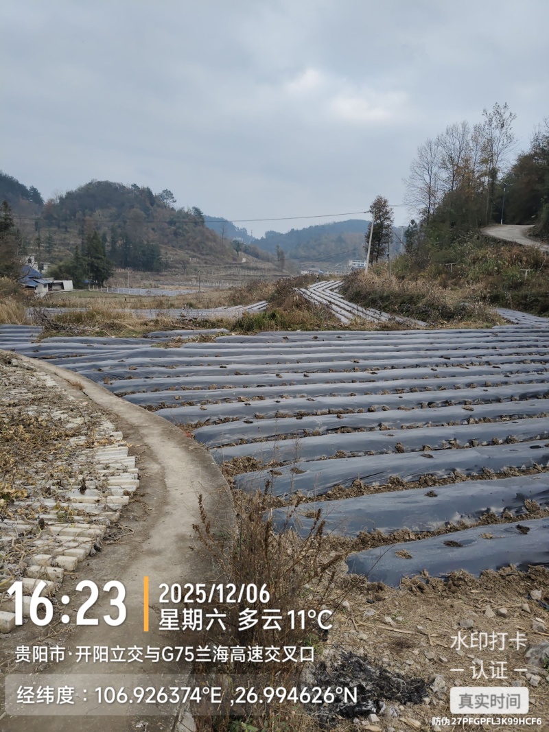 富硒赤松茸