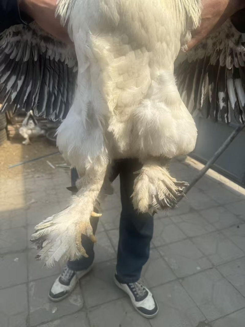 婆罗门种蛋巨型梵天鸡受精蛋可孵化现捡现发电话联系