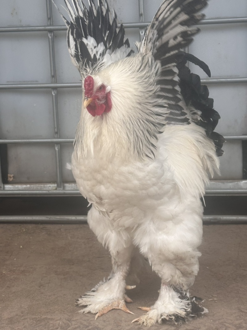 婆罗门种蛋巨型梵天鸡受精蛋可孵化现捡现发电话联系