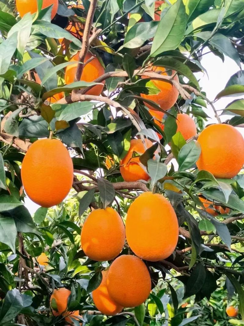 重庆奉节脐橙
