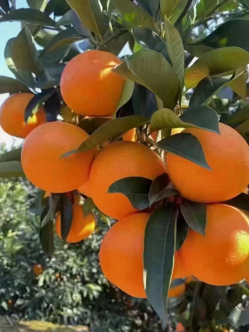 重庆奉节脐橙