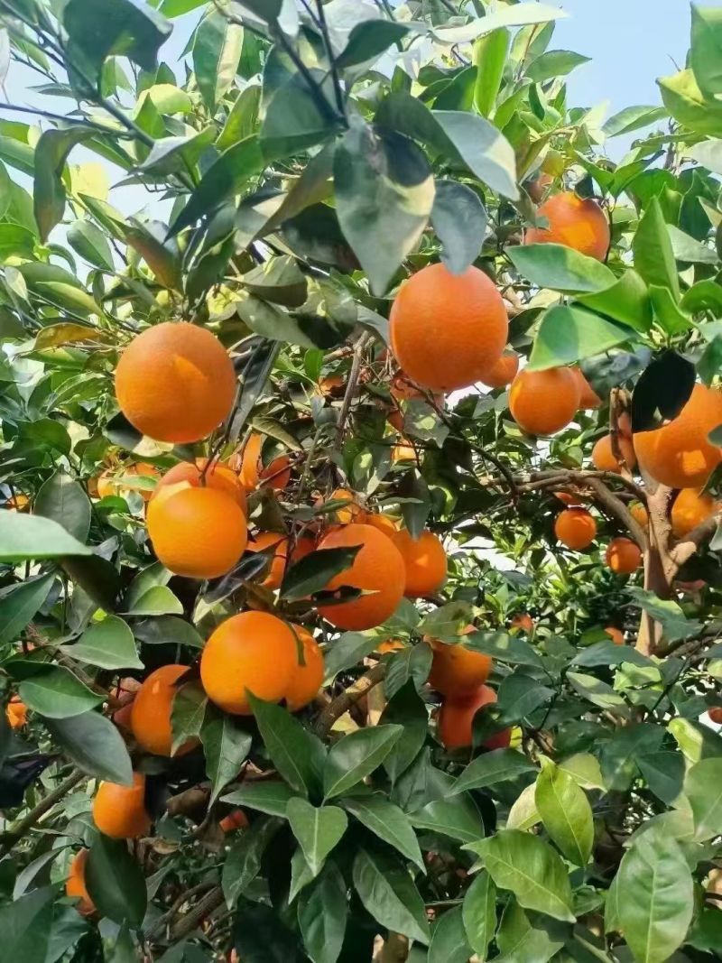 重庆奉节脐橙