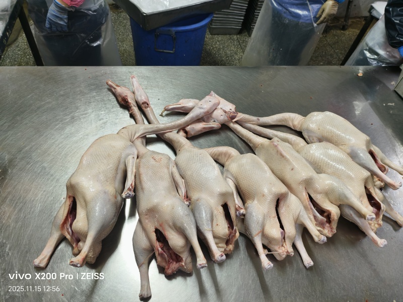 现宰鹅肉，新鲜货直供，品质保证，规格齐全欢迎采购