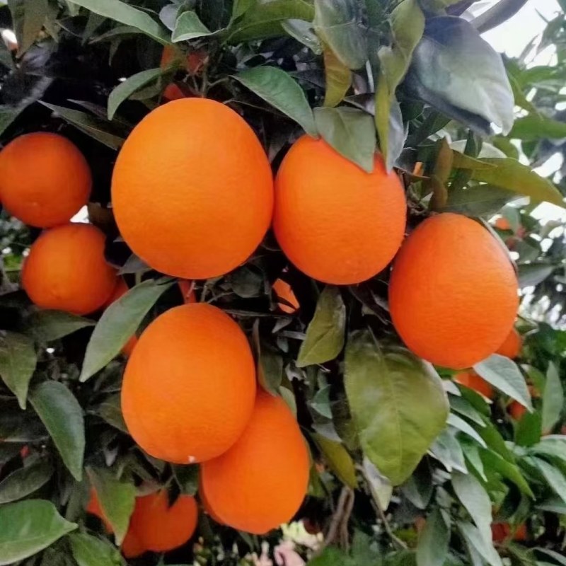 重庆奉节脐橙
