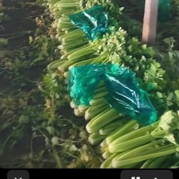 精品西芹产地直供毛菜净菜商超食堂餐饮批发量大从优